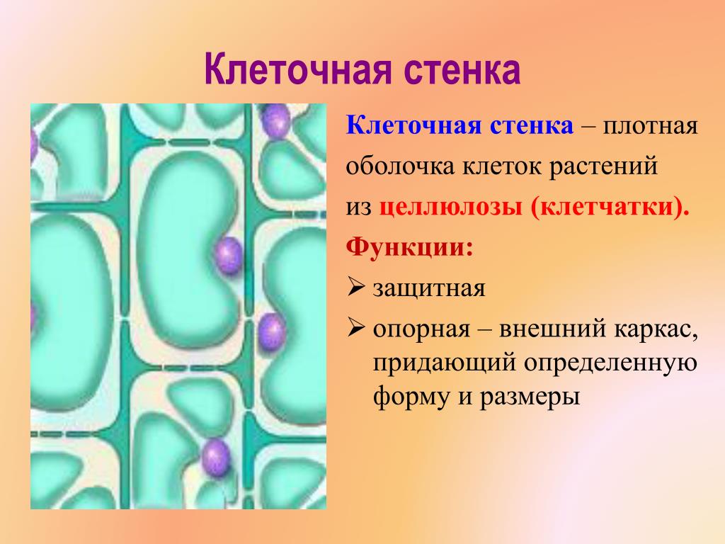 Функции мембраны растительной клетки. Оболочка клеточная стенка клетка растений. Клетка биология строение клеточная стенка. Строение целлюлозной клеточной стенки. Клеточная стенка растительной клетки строение и функции.
