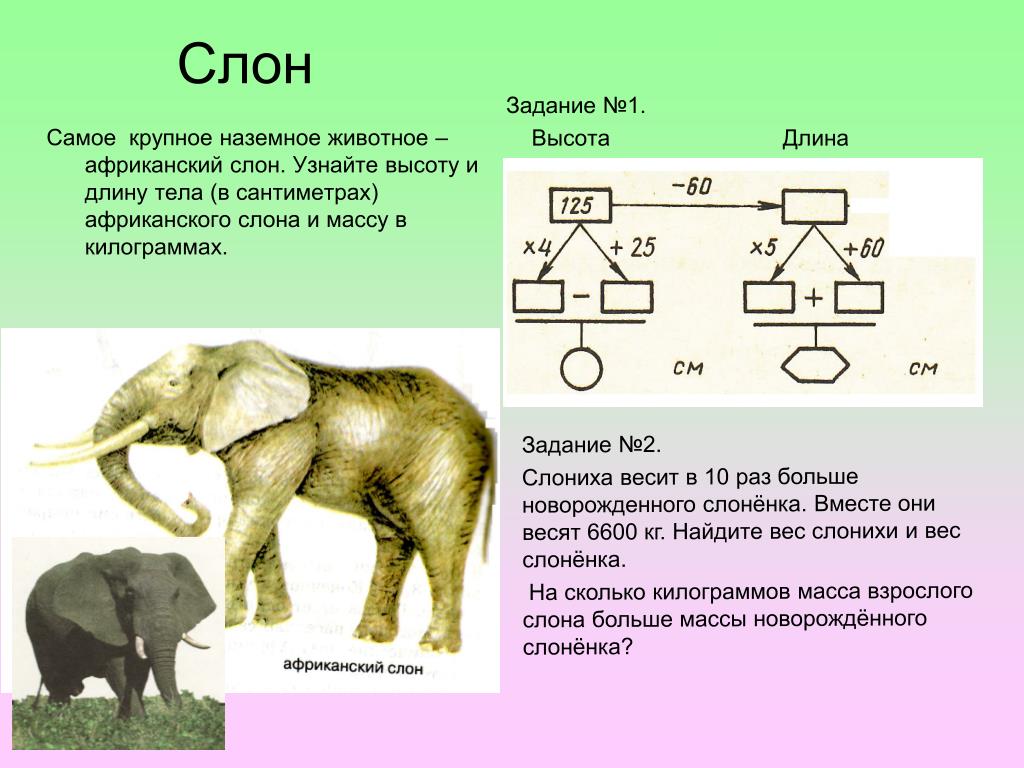 Какую длину имеют животные. Вес слона взрослого. Сколько весит слон. Масса африканского слона. Слон вес взрослого животного.
