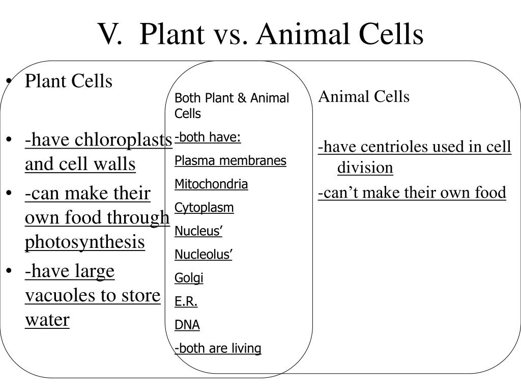PPT - Objectives : Differentiate between animal and plant cells PowerPoint  Presentation - ID:7098103
