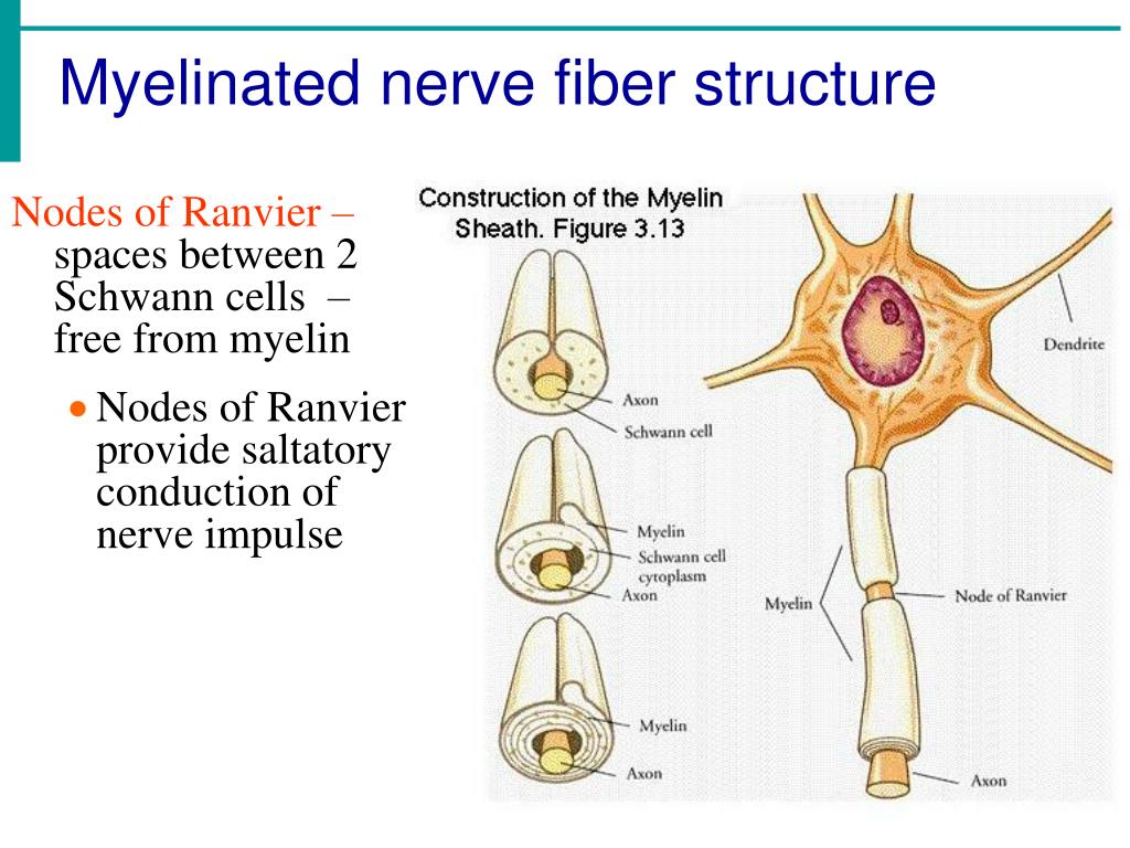 Nervous first. Myelinated nerve Fiber. Myelin nerve Fibers. Structure of the myelin nerve Fibers. Nerve structure.