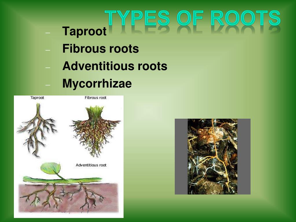 PPT Roots anchor plants in soil, gives support, absorbs water and