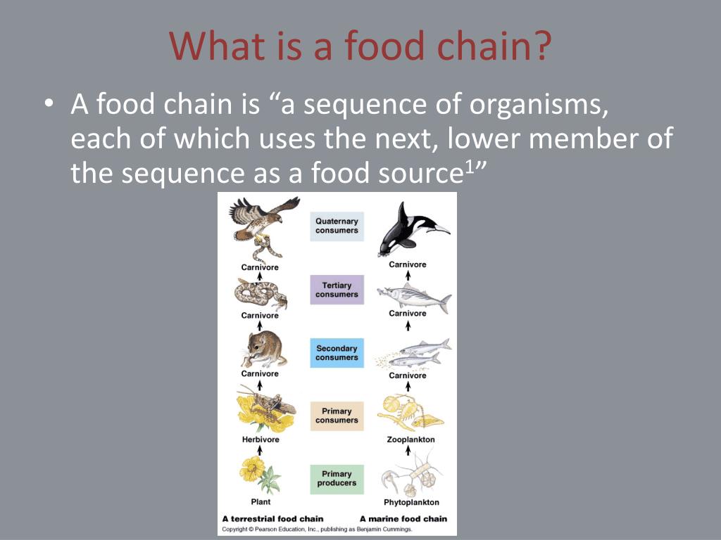 Food Chains and Food Webs PowerPoint Presentation, free download ... Biology Diagrams