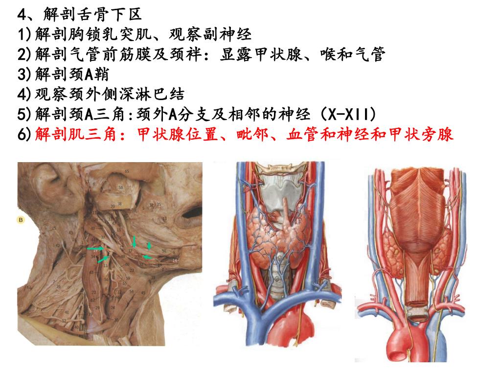 8.颌下腺-长爪沙鼠组织学-图片