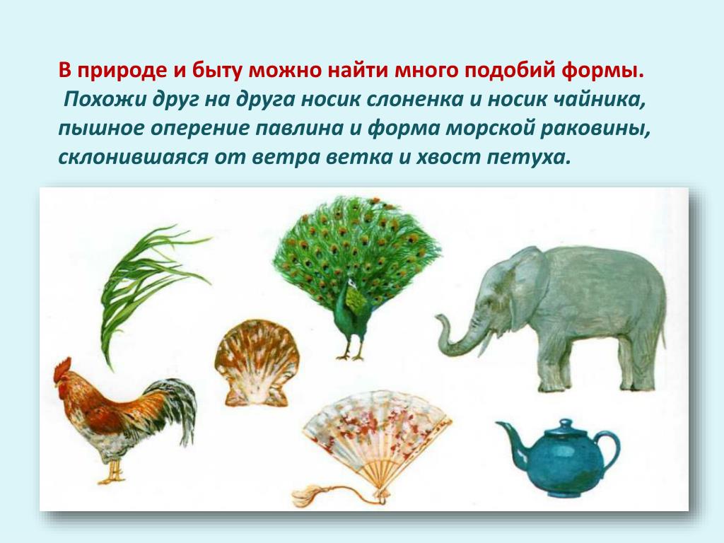 Характеристика объекта живой природы животные. Формы в окружающем мире. Многообразие форм в природе.