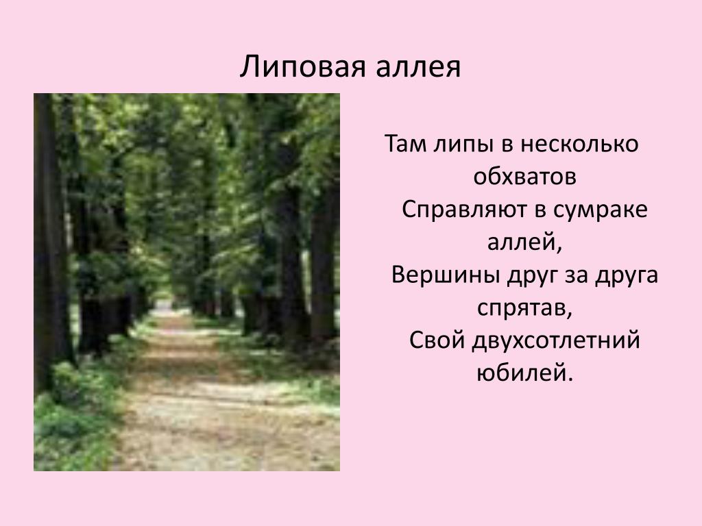 Предложение друзья спрятались. Там липы в несколько обхватов справляют в сумраке. Там липы в несколько обхватов справляют в сумраке аллей вершины. Липа аллея. Там липы в несколько обхватов.