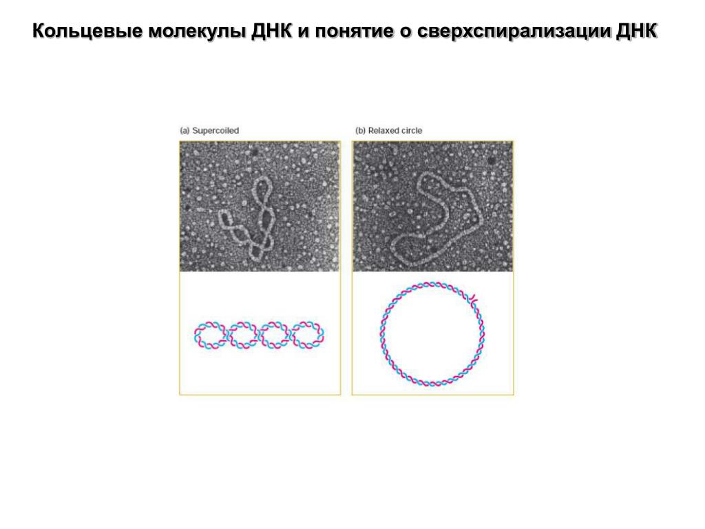 Прокариоты кольцевая днк. Кольцевая молекула ДНК бактерий. Кольцевая двухцепочечная молекула ДНК функции. Кольцевая ДНК У бактерий. Кольцевая молекула ДНК У бактерий функции.