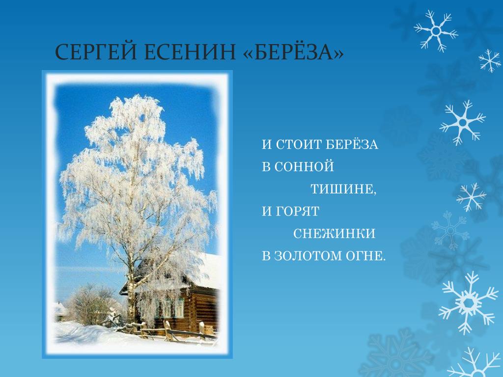 Береза есенин конспект урока 2 класс. Есенин береза. Са Есенин береза. Есенин береза 1913. Береза Есенин олицетворение.