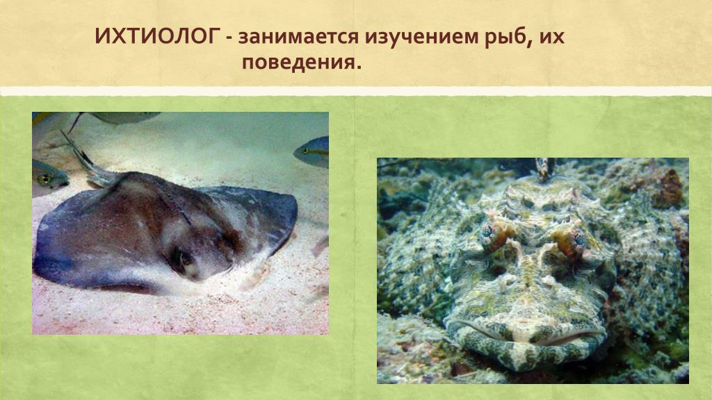 Профессия ихтиолог для детей 2 класса проект Ученые океанологи считают что изучение: найдено 87 изображений