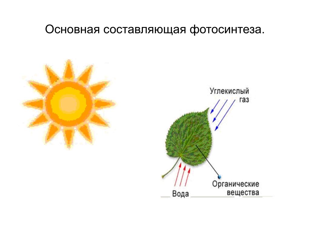 Нужен ли свет при фотосинтезе. Фотосинтез листа схема. Схема процесса фотосинтеза. Фотосинтез 6 класс. Фотосинтез рисунок.