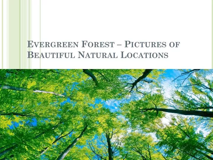 evergreen forest pictures of beautiful natural locations n.