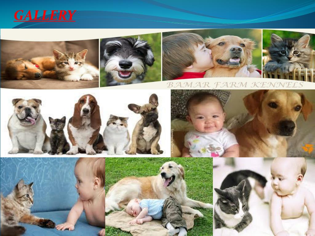 PPT Kennels, Dog, Cat Boarding and Pet Grooming Zelienople PA PowerPoint Presentation ID7117272
