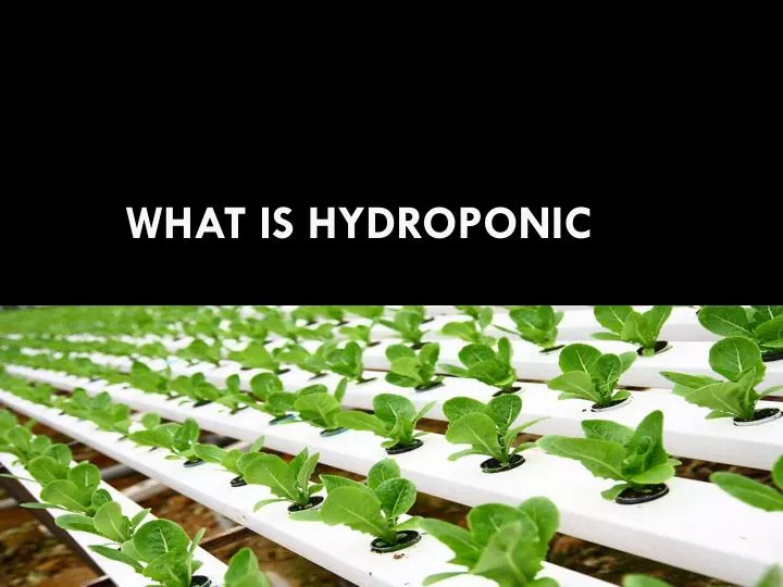 power point presentation about hydroponics