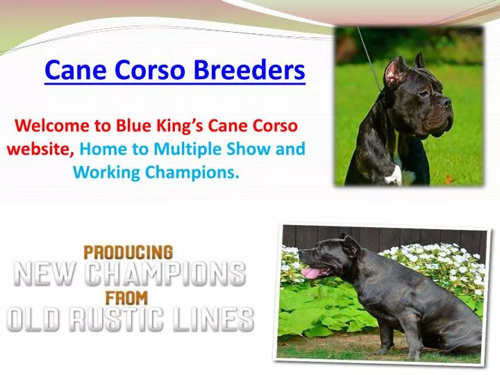 Ppt Cane Corso Puppies For Sale Powerpoint Presentation