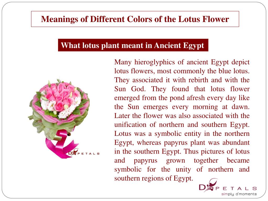 PPT Meanings of Different Colors of the Lotus Flower