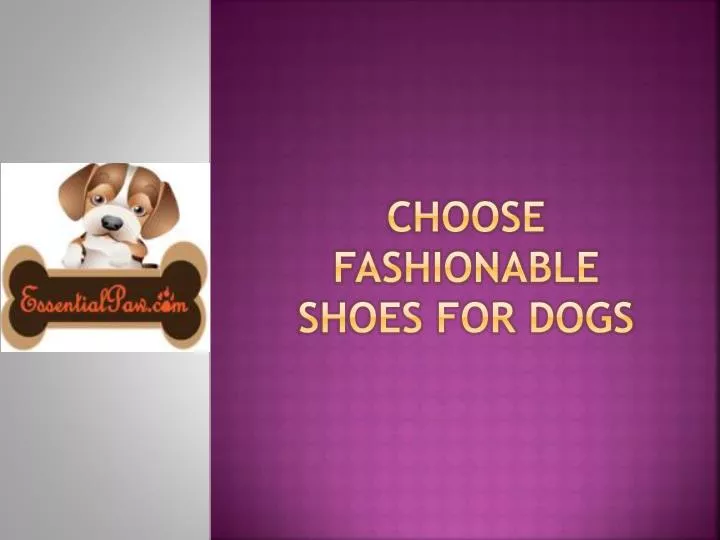 choose fashionable shoes for dogs n.